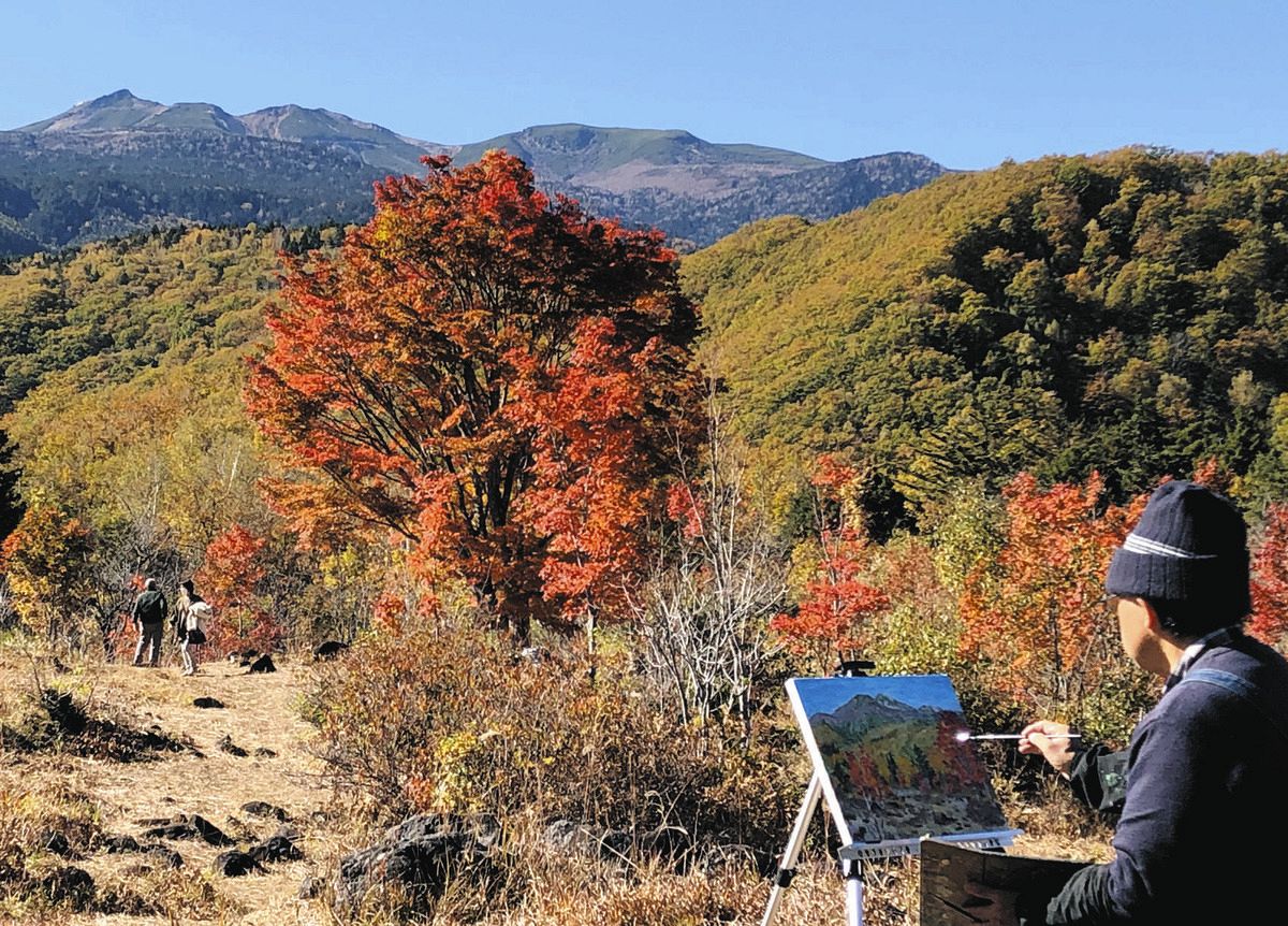 乗鞍高原に秋の色付き、大カエデが見頃に 「霜降りると見納め、早めに