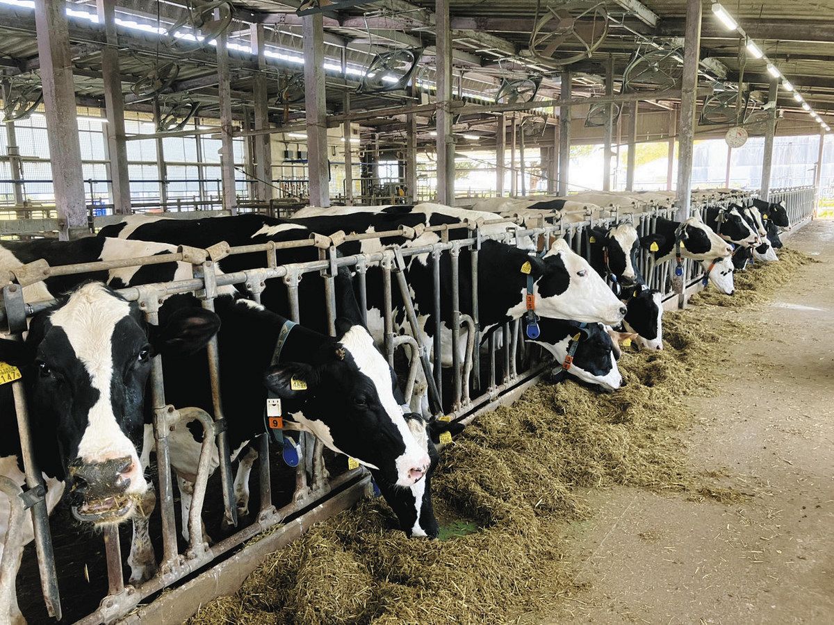 カステラをまぜたエサを食べる乳用牛＝愛知県岡崎市の県立農業大学校で
