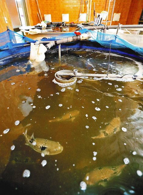 茶褐色の温泉水で育つトラフグ＝三重県桑名市のニューハートピア温泉で（板津亮兵撮影）