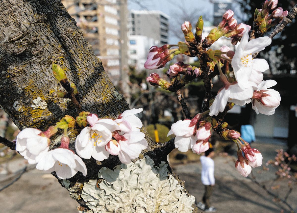 竹原の淡墨桜」もう満開 津市で桜の開花発表：中日新聞Web