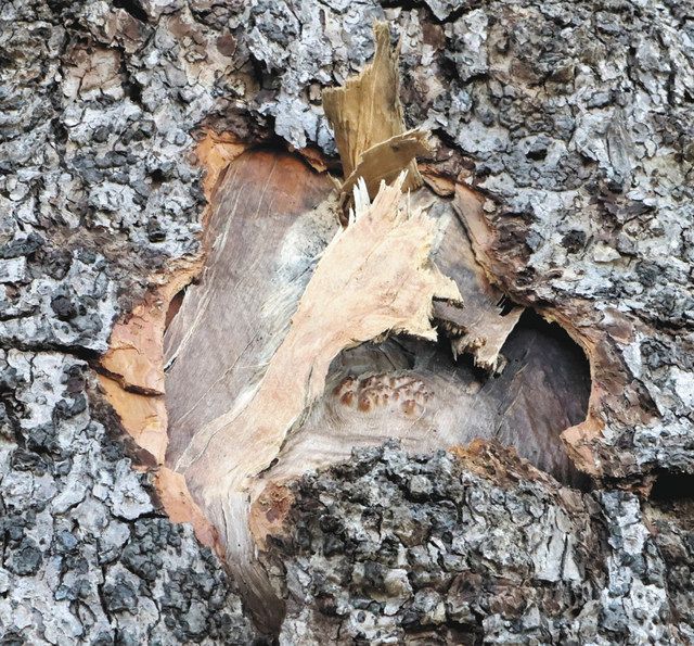 長太の大楠 樹皮に傷 落雷か 鈴鹿市 中日新聞web