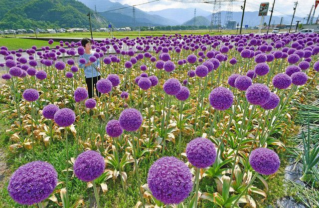 紫の ポンポン 南越前で風に揺れる 中日新聞web