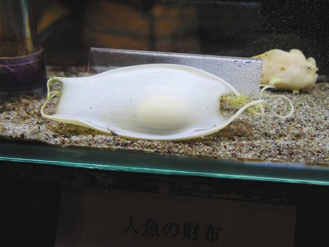 これはマスク？ 正体はナヌカザメの卵を覆う卵殻 鳥羽水族館：中日新聞Web