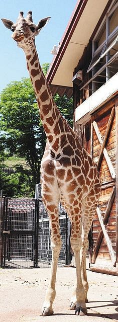 キララ です よろしくね 長野 茶臼山動物園にキリン仲間入り 中日新聞web