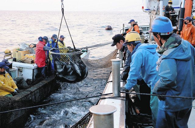 紀州日記 尾鷲 九鬼 伝統の定置網ブリ漁 中日新聞web 紀州日記 尾鷲 九鬼 伝統の定置網ブリ漁 中日新聞web