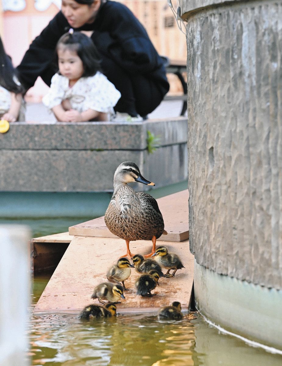 カルガモ親子今年も 金沢：北陸中日新聞Web