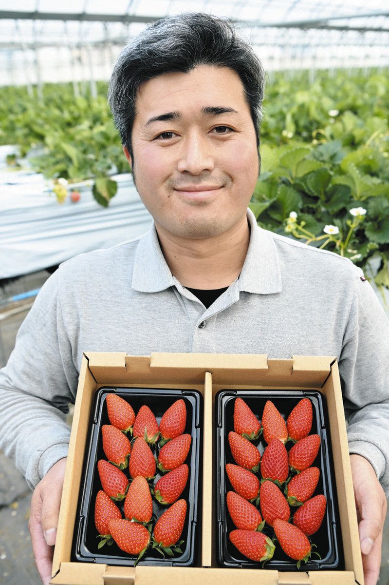 とんがり帽子のような形のイチゴ「いちあま」、味も突き抜けてます