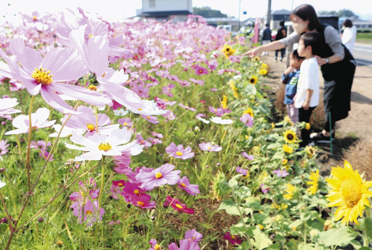 秋の風景、夏の花も彩る 鈴鹿でコスモスとヒマワリ共演：中日新聞Web
