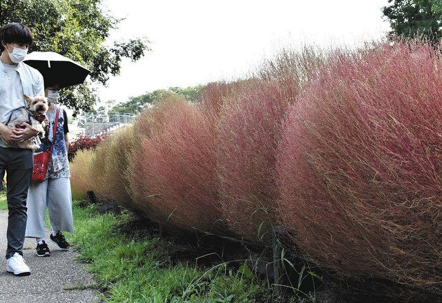 紅葉 芸術 秋を満喫 さわやか秋分の日 中日新聞web