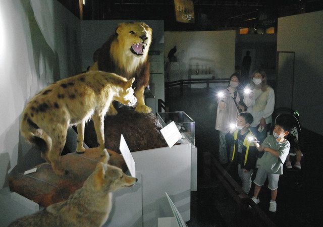 暗い会場に迫力の動物剥製 名古屋で 大地のハンター展 6月12日まで 中日新聞web 暗い会場に迫力の動物剥製 名古屋で 大地のハンター展 6月12日まで 中日新聞web