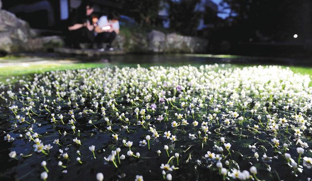 光に浮かぶバイカモ 米原 地蔵川 中日新聞web