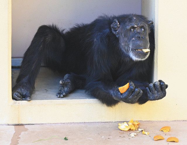 東山動植物園の最高齢チンパンジー ローリー 死ぬ 中日新聞web