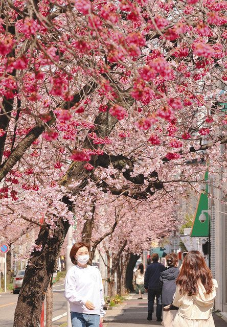 一足早くピンク色の並木道 名古屋 東区で早咲きサクラ見ごろ 中日新聞web
