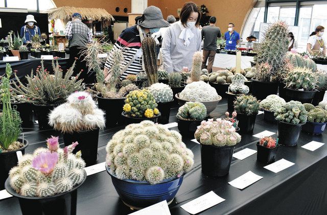 丹精のサボテン 多肉植物 県中央植物園で企画展 0鉢並ぶ 北陸中日新聞web