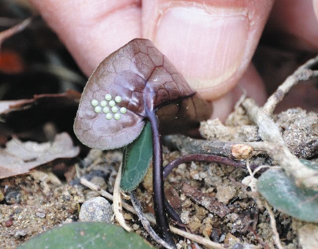 憩いの森にギフチョウ卵 小松 里山俱楽部部会の活動実る：北陸中日新聞Web