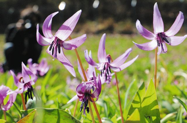 一面紫の彩りカタクリの花 高山の群生地で見頃：中日新聞Web