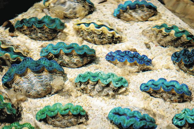 稲沢の同級生コンビが宮古島でシャコガイ養殖 24年初出荷目指す：中