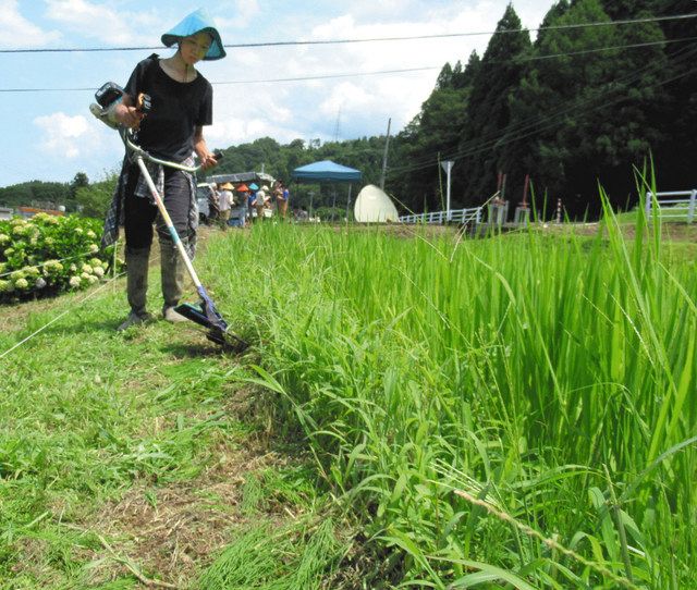 田んぼの教室】すみか作って虫害防げ あぜ草適度に残し農薬いらず：北陸中日新聞Web