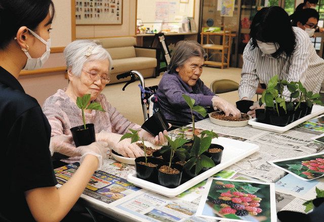 農福連携 でブラックベリー挿し木作り 土岐の介護老人施設利用者ら 中日新聞web
