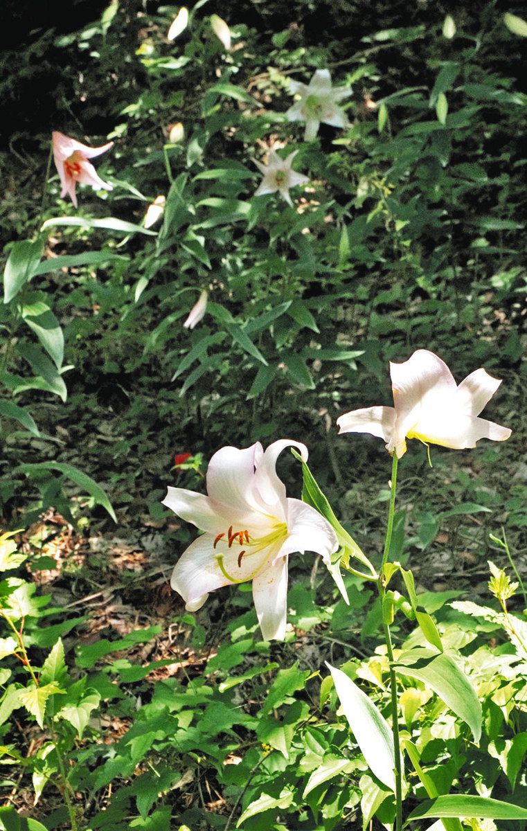 初夏を彩るササユリ、長浜の「山門水源の森」で見頃に コアジサイも楽しめます:中日新聞Web