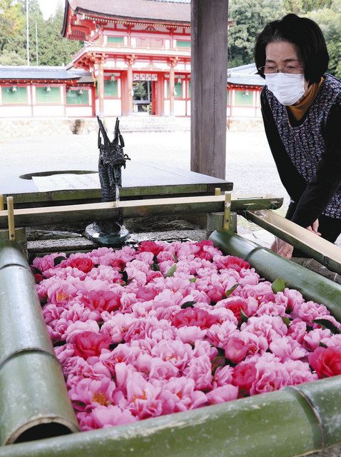 色彩鮮やか花の手水 １２月は サザンカ 甲賀 大鳥神社 中日新聞web