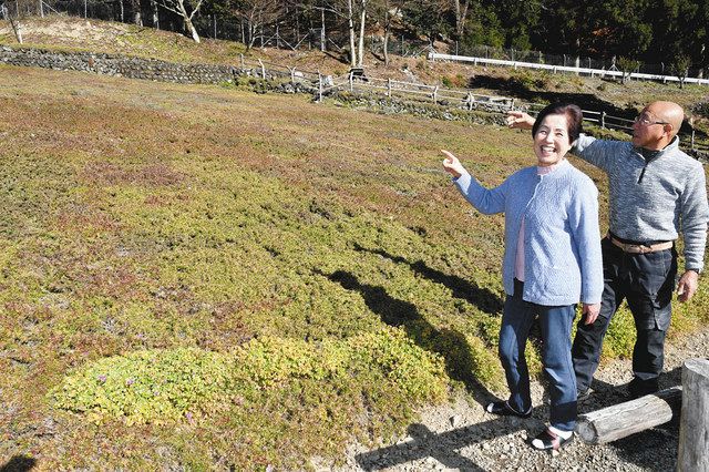 わがまち人物伝 １ シバザクラ畑の 花咲かばあちゃん 中日新聞web