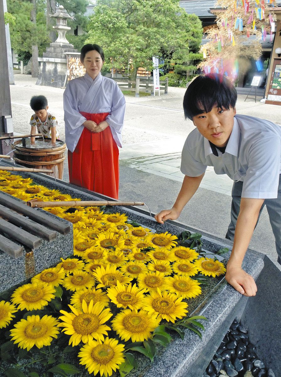 ヒマワリ 神社で映える 南砺福野高生 研究で捨てる花活用：北陸中日新聞Web