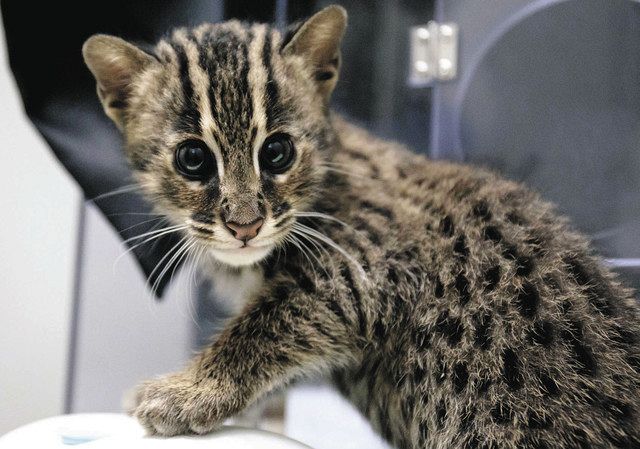 スナドリネコの愛称 ルビー に 鳥羽水族館で７月誕生 中日新聞web