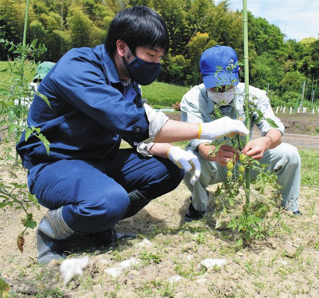 ウール廃材の肥料化目指す 四日市農芸高と紳士服 御幸毛織 中日新聞web