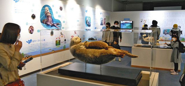 ラッコ飼育、40年の歴史振り返る 鳥羽水族館で企画展：中日新聞Web