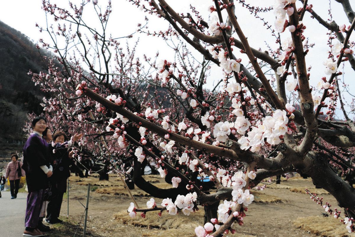 咲き始めたアンズの花＝千曲市森で
