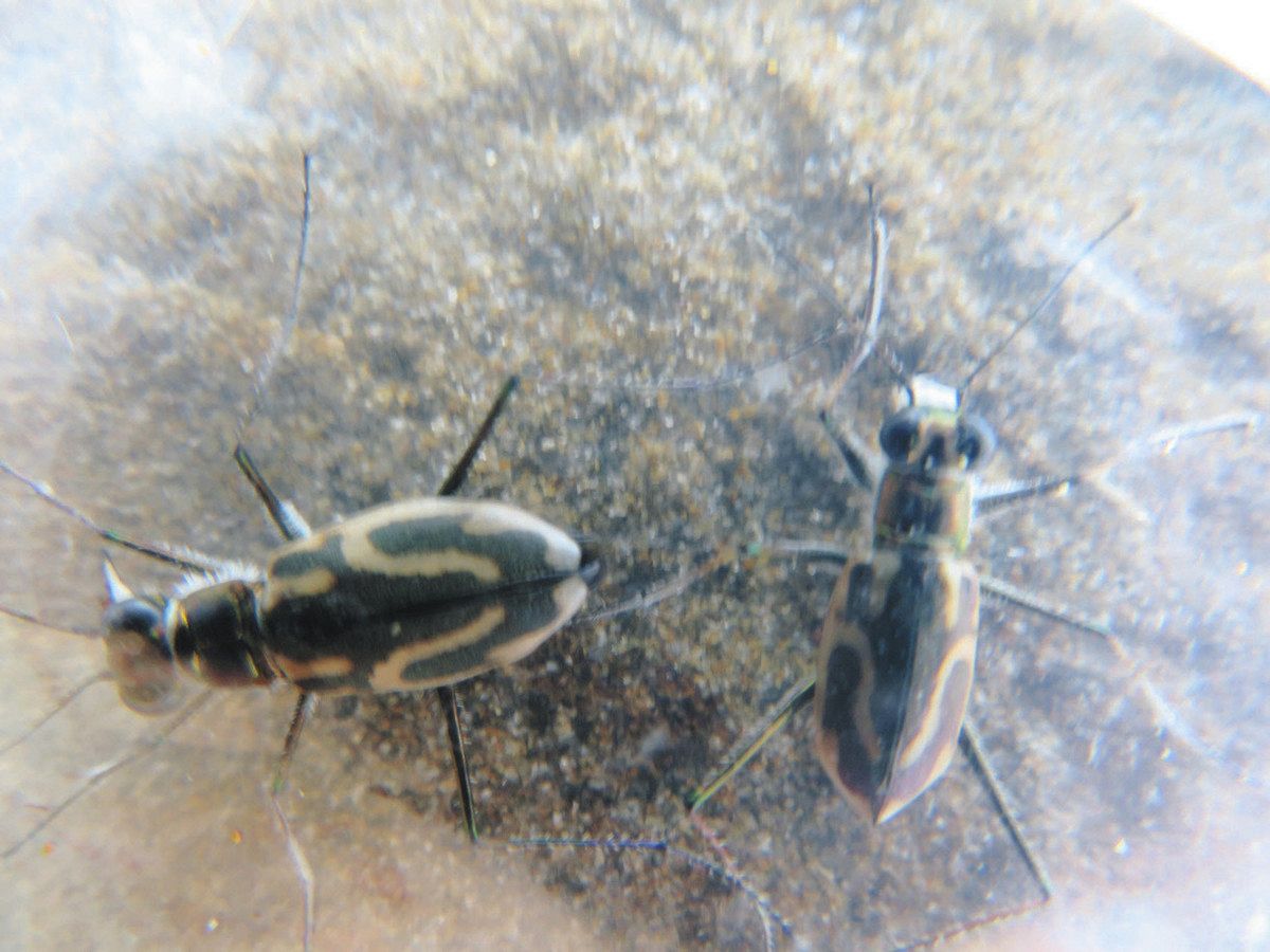 イカリモンハンミョウ 今年も 守る会 柴垣海岸で確認：北陸中日新聞Web