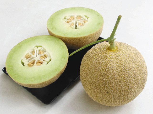 ころたんメロン 本格栽培中 田原 渥美観光丸武園 中日新聞web