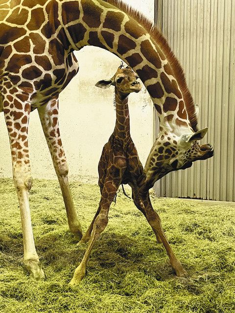 キリン赤ちゃん こんにちは いしかわ動物園で誕生 北陸中日新聞web