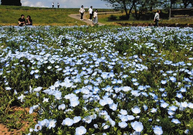 薄青に染まる高原 青山リゾートでネモフィラ見頃：中日新聞Web