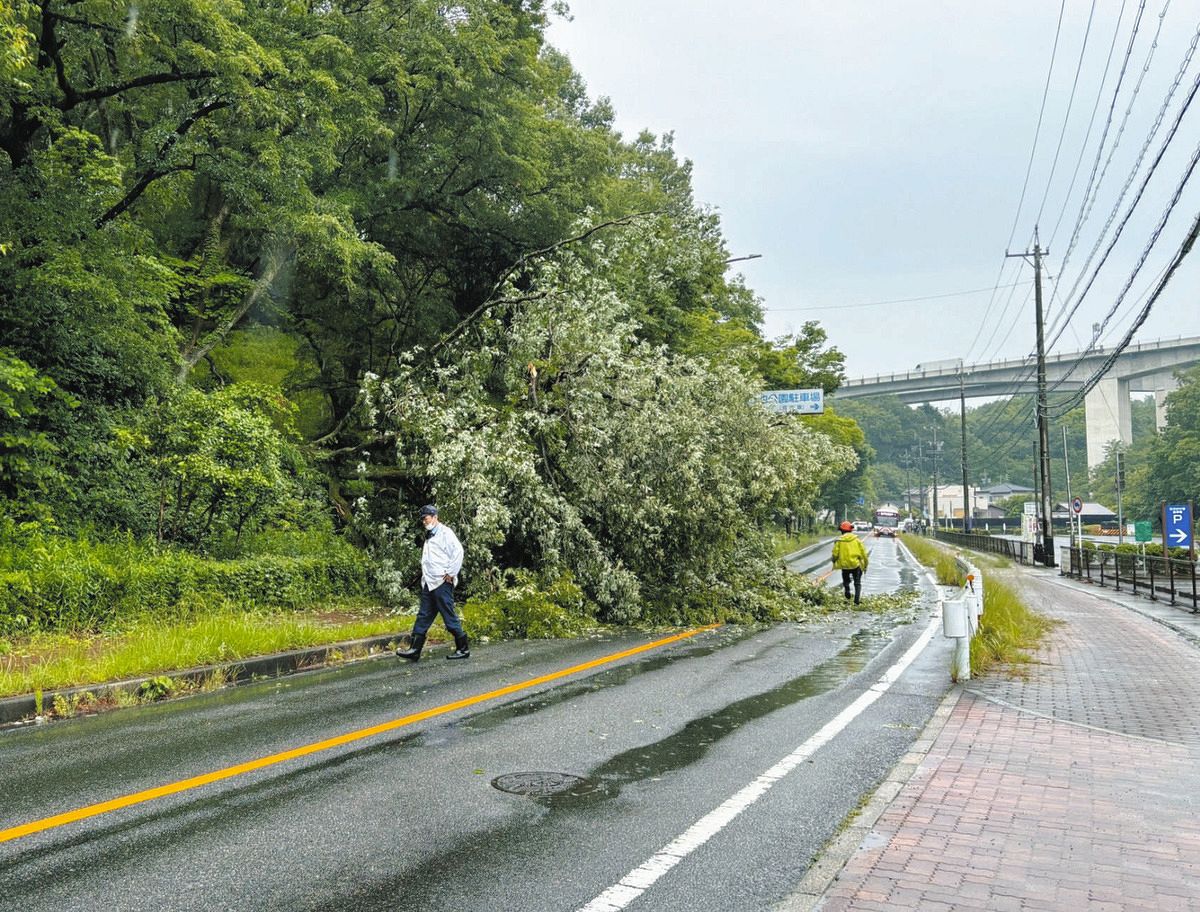 愛知県豊田市の鞍ケ池公園で倒木 県道343号ふさぐ、路線バスに遅延：中