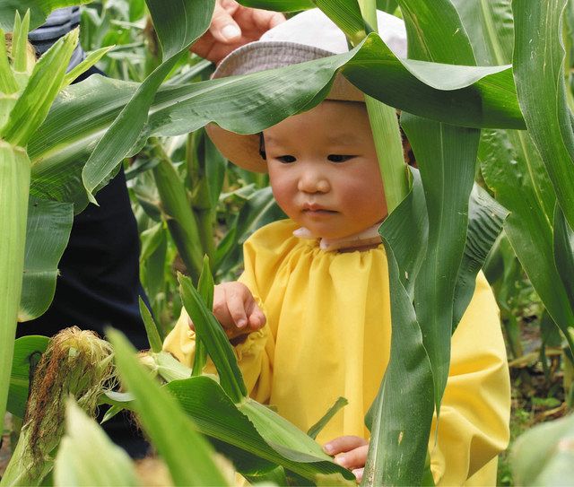 甘いトウモロコシの収穫体験 関の ふる里農園美の関 中日新聞web