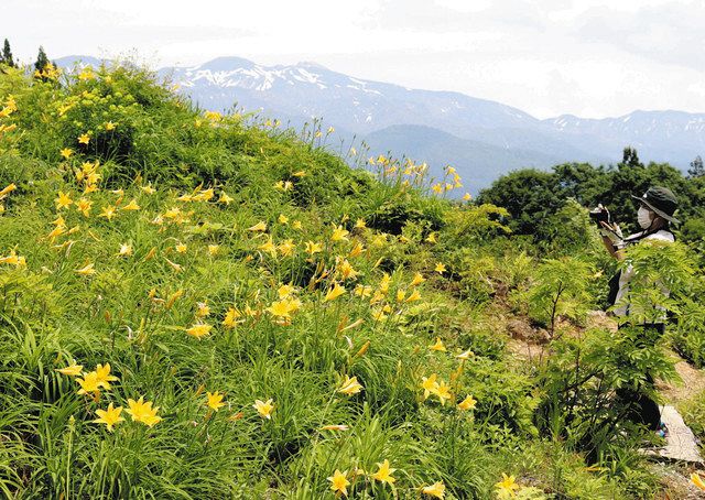 白峰らんまん 高山植物園が営業開始：北陸中日新聞Web
