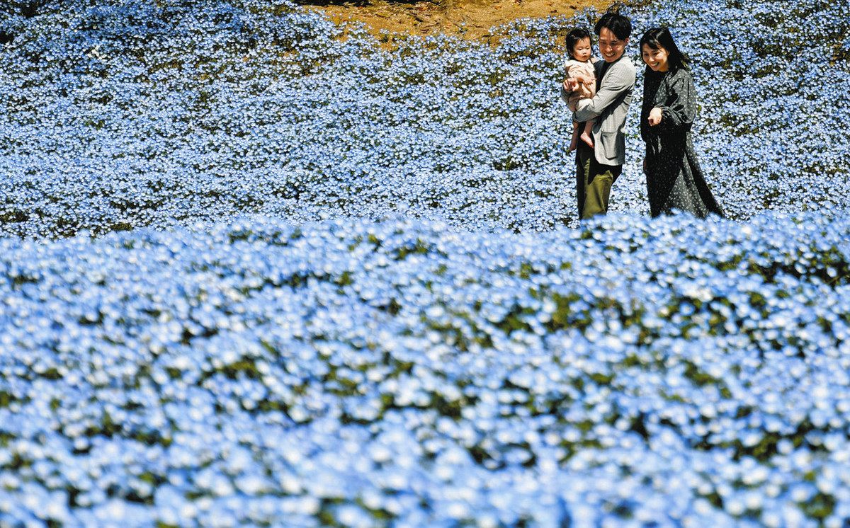 ネモフィラの海、青い波打つ 可児のぎふワールド・ローズガーデン：中