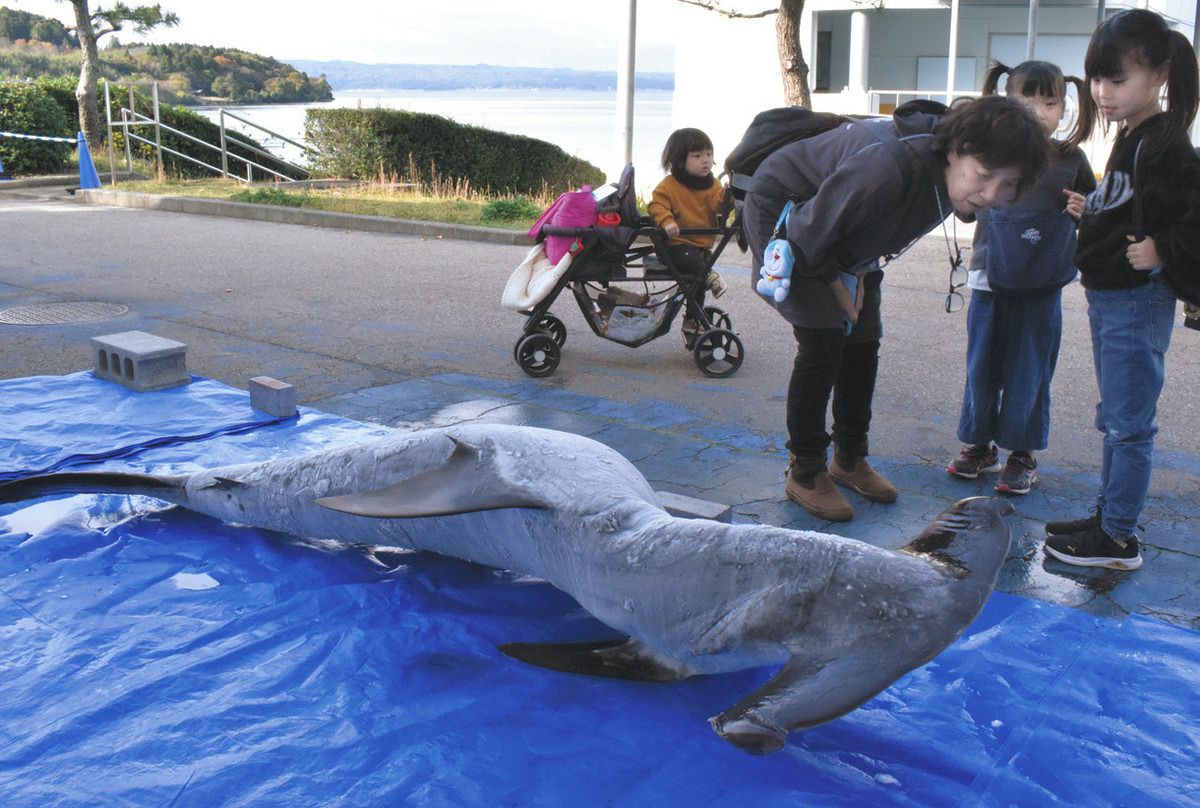 ハンマー？掃除機？ 正解はサメです のとじま水族館 標本展示：北陸中