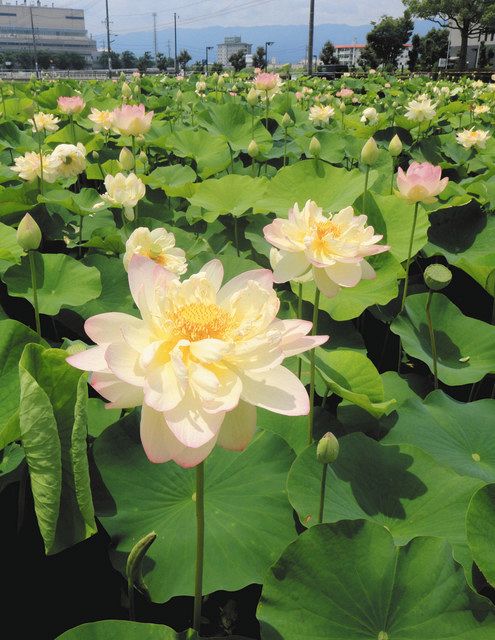 にしみの映える 大垣市武道館東の ふづきの池 中日新聞web