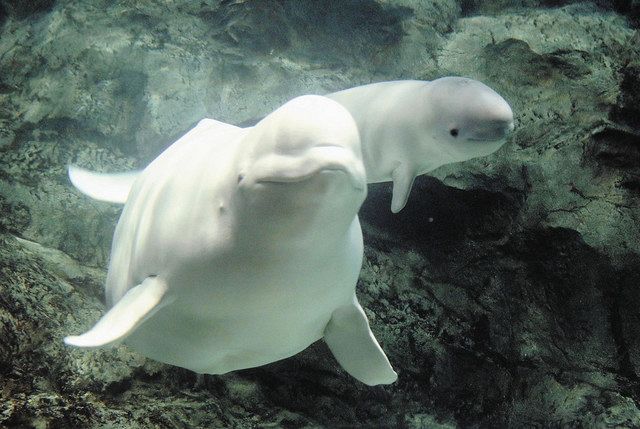 動画】名古屋港水族館のベルーガ「ナナ」が出産、オスの赤ちゃん誕生