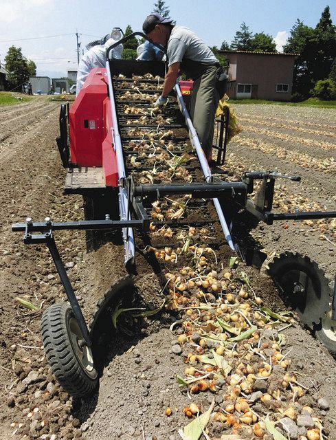 立派な球根 次々収穫 砺波地方のチューリップ農家 北陸中日新聞web