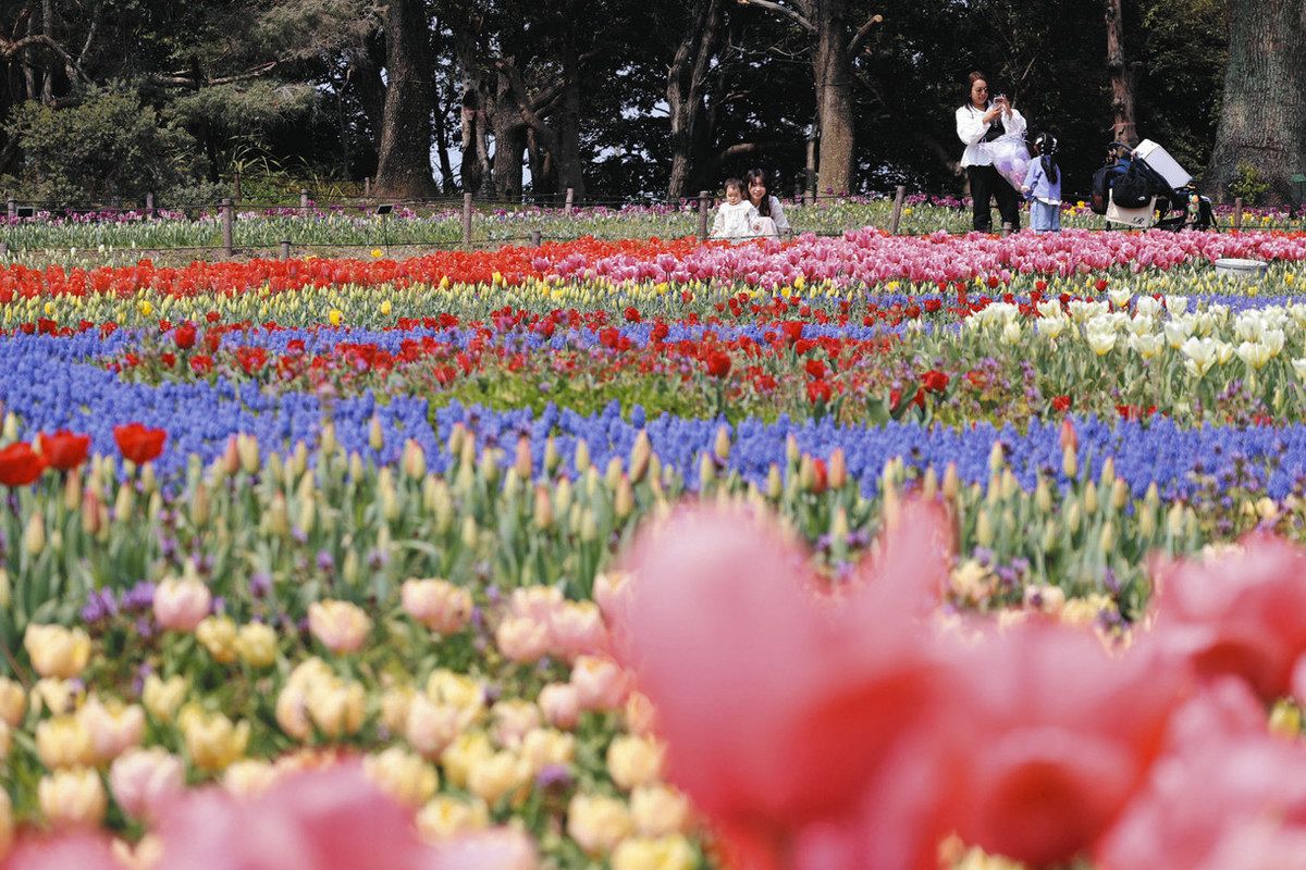 木曽三川の流れを色とりどりの花で表現 海津で「チューリップ祭」開幕
