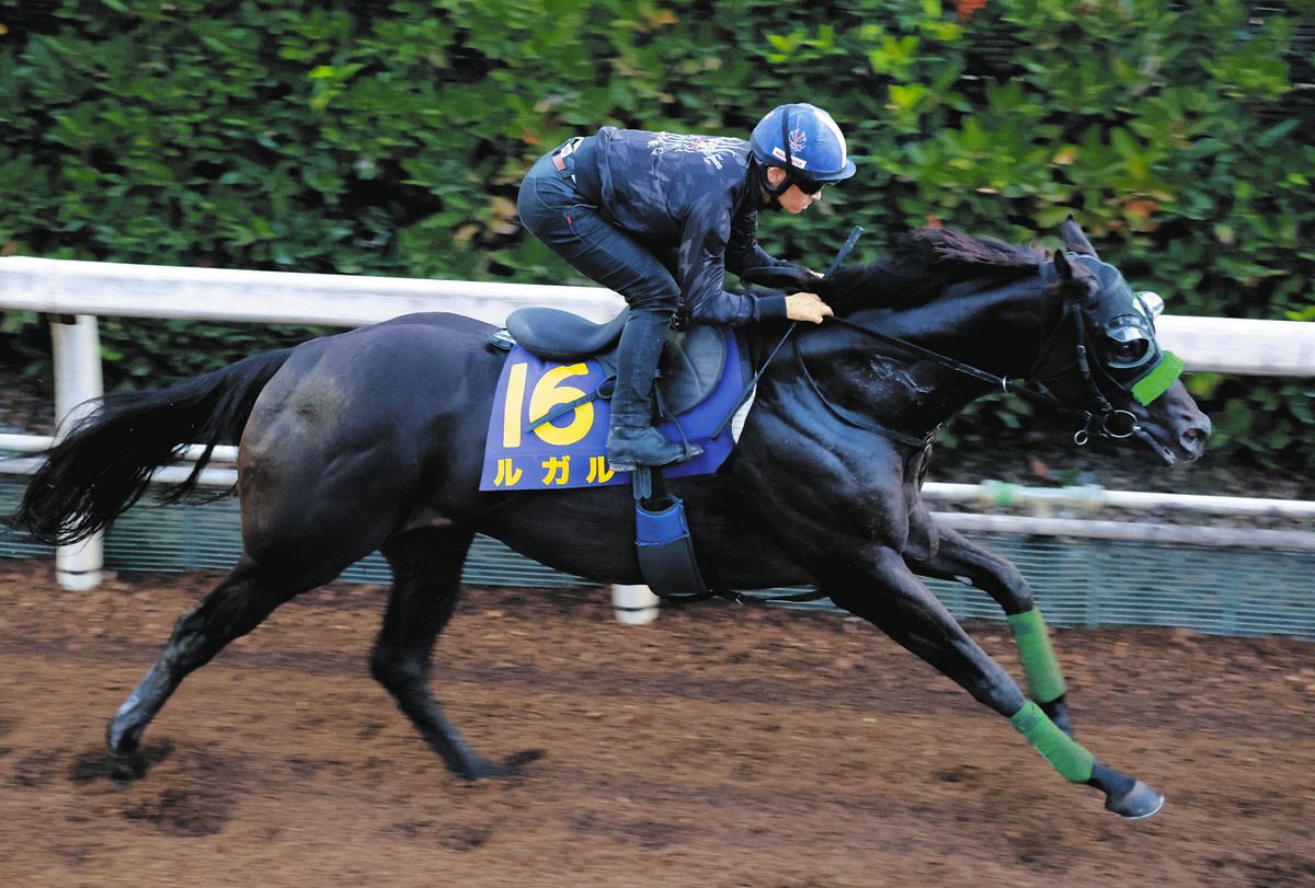 スプリンターズS】連覇へ牙を磨くルガル 「順調度が明らかに上」と杉山