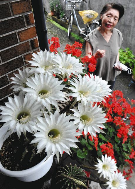 サボテンの花 一気に11輪 金沢の山崎さん方 北陸中日新聞web
