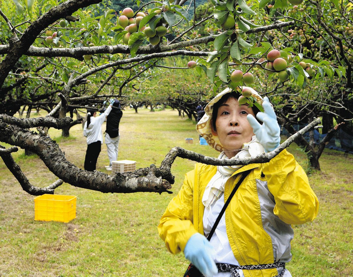 福井梅作業 人手不足解消の一助 若桜町の農園で体験会と実証実験：中日
