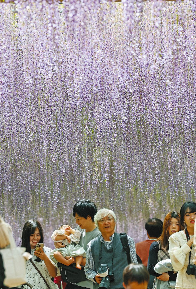 一面に広がる紫色のカーテン 愛知県江南市の曼陀羅寺公園で藤の花が見