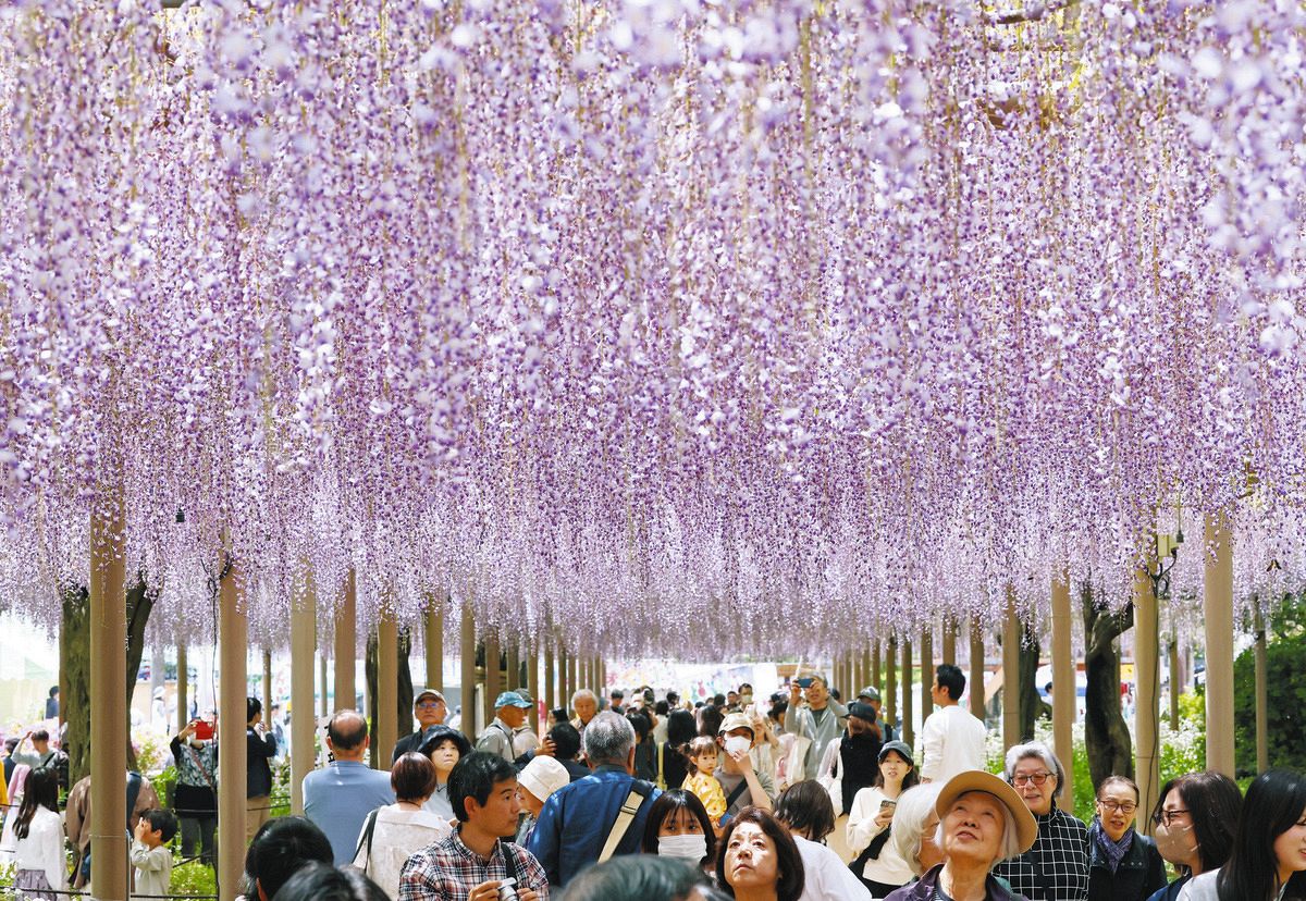 一面に広がる紫色のカーテン 愛知県江南市の曼陀羅寺公園で藤の花が見