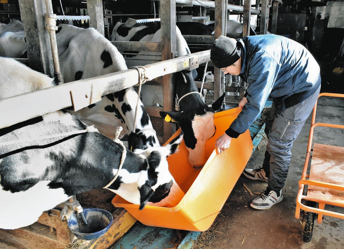 容器に入れた水を牛に飲ませる堀牧人さん＝4日、石川県内灘町湖西で